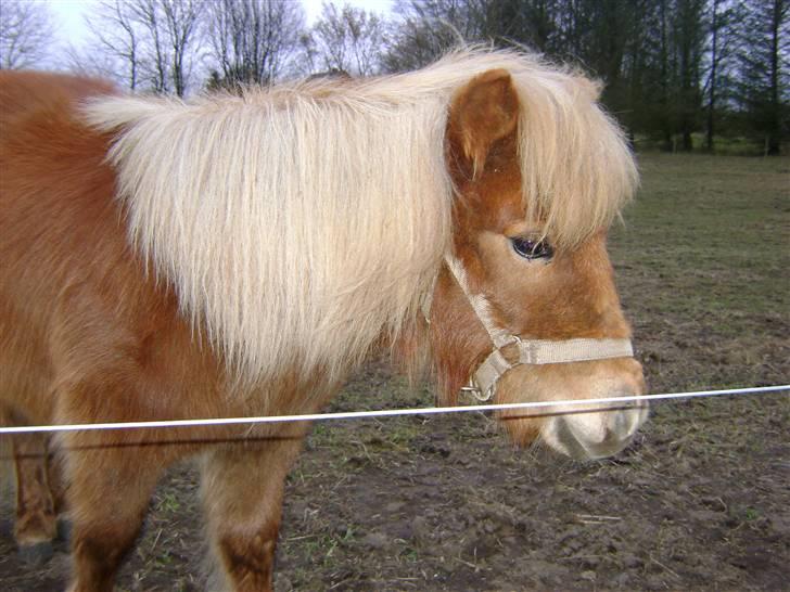 Shetlænder Kaos ¤bette skid¤ billede 14
