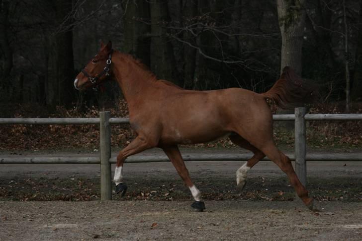 Dansk Varmblod Heimbo's Sleipner Solgt;/ - Fin trav ;DFotograf: Jano-foto.dk  billede 6