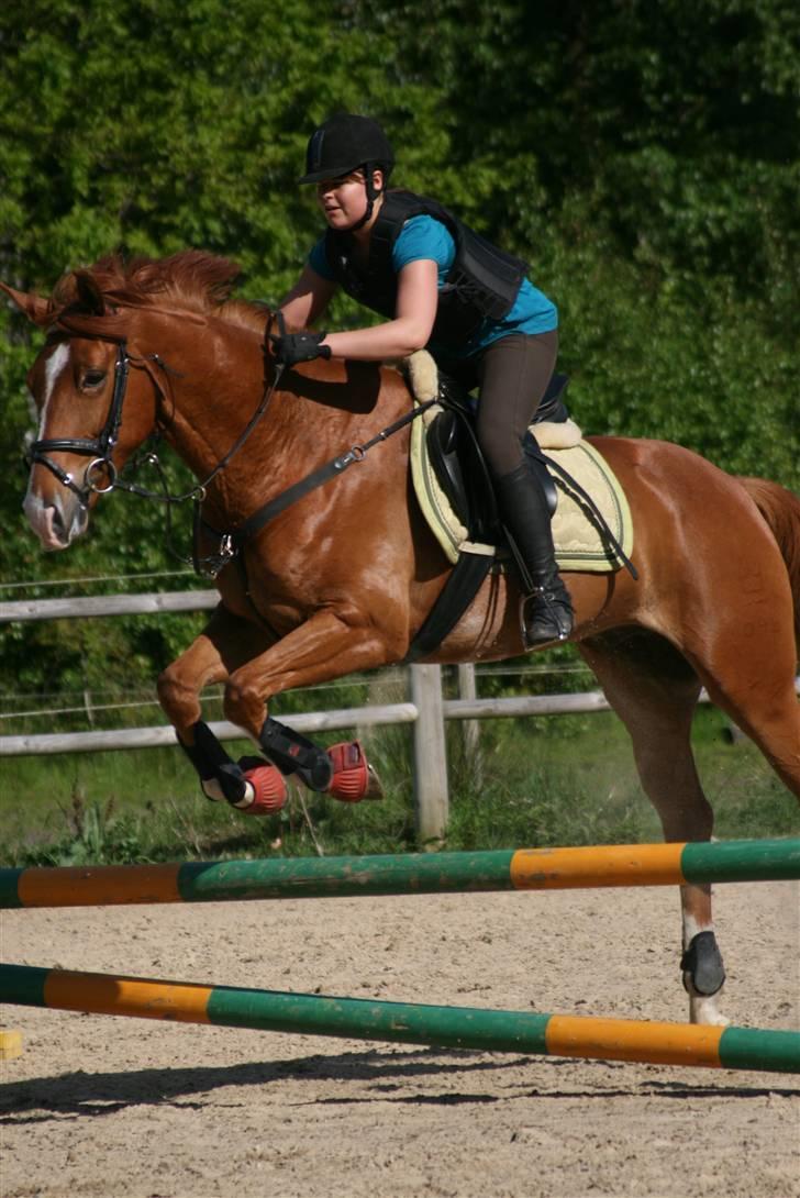 Dansk Varmblod Heimbo's Sleipner Solgt;/ - Os igen <3 Fotograf: Jano-foto.dk  billede 12