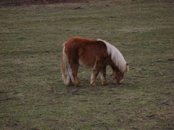 Shetlænder Kaos ¤bette skid¤ billede 15