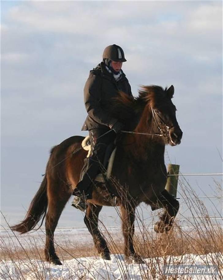 Islænder valva fra ulfsstödum - Velkommen til Valvas profil. Valva i træning hos barbara;D elsker det billede ! billede 1