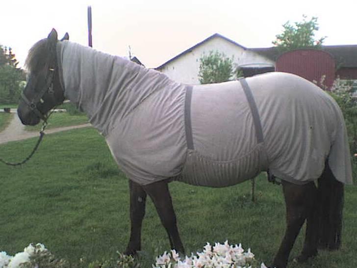 Islænder valva fra ulfsstödum - valva med eksem dækken i haven <3 billede 2