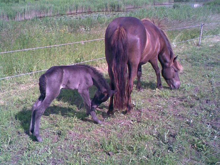 Islænder valva fra ulfsstödum - Valva og lille valdi ( meget større nu ) sommer 2007 billede 3