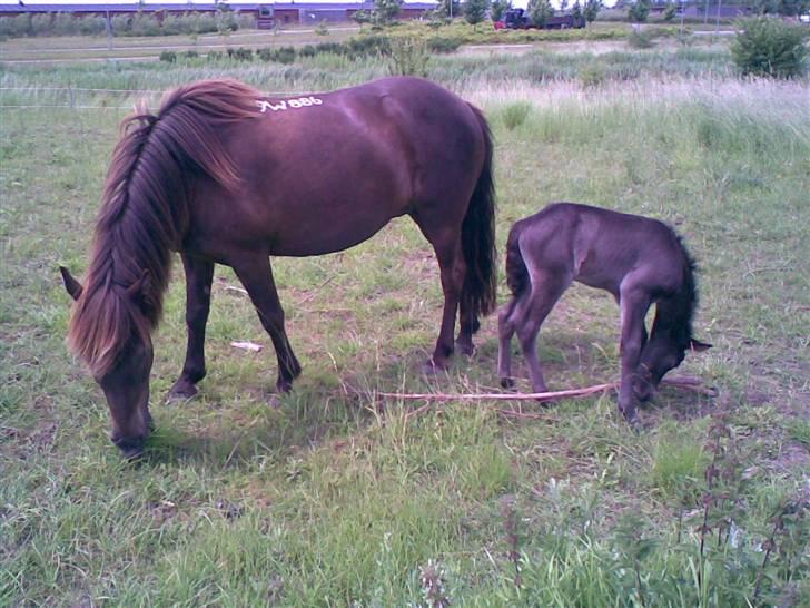 Islænder valva fra ulfsstödum billede 4