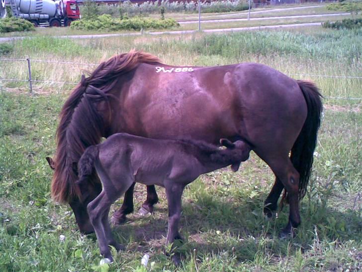 Islænder valva fra ulfsstödum billede 5