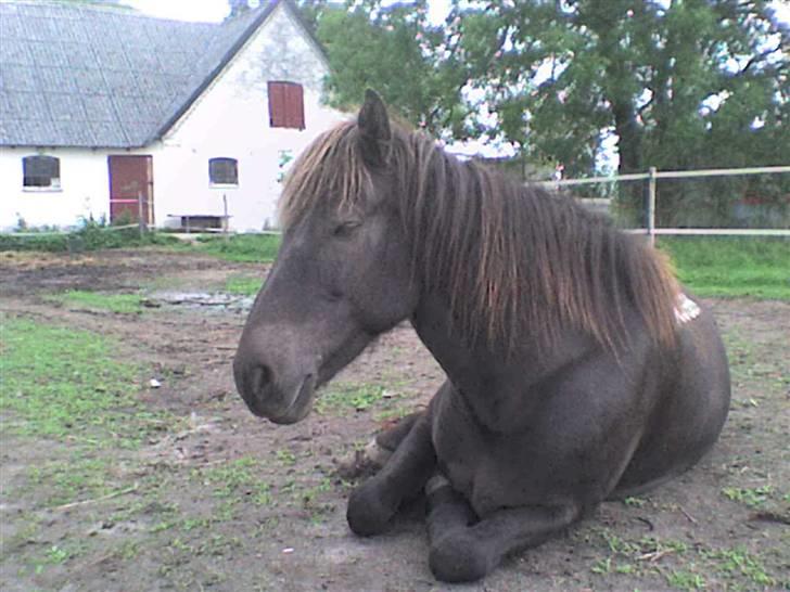 Islænder valva fra ulfsstödum billede 6