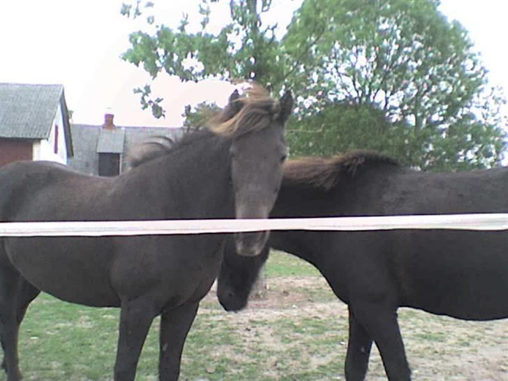 Islænder valva fra ulfsstödum - " hvad sker der her " :) billede 7