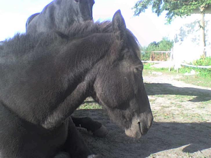 Islænder valva fra ulfsstödum billede 8