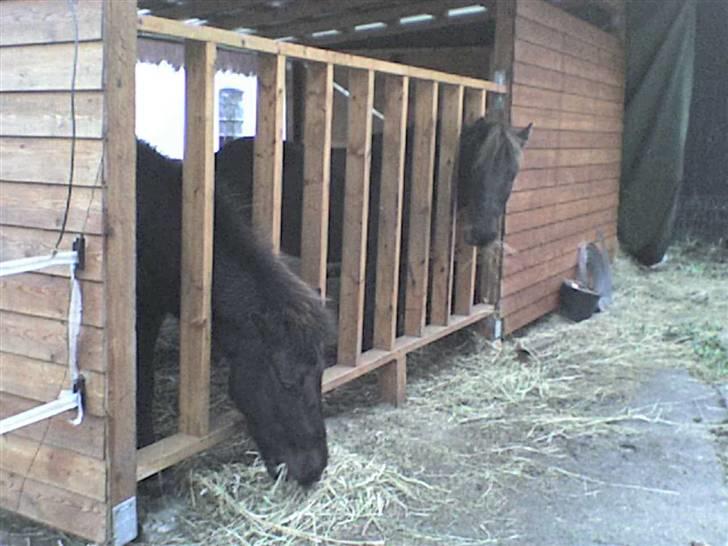 Islænder valva fra ulfsstödum billede 9