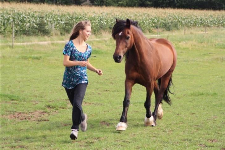 Welsh Cob (sec D) Stallone - sensommeren 09  billede 11