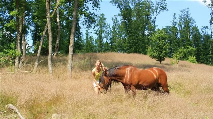 Welsh Cob (sec D) Stallone - på tur d. 24 maj <3. Shit, der var varmt! billede 12