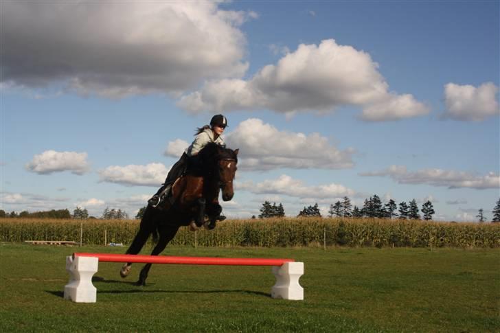 Welsh Cob (sec D) Stallone - springer d. 2 oktober 09 - genoptræning billede 13