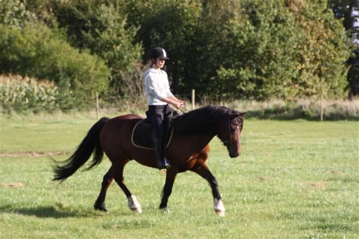 Welsh Cob (sec D) Stallone - -trav. Genoptræning d. 2 oktober  billede 16