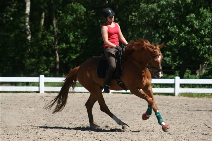 Dansk Varmblod Heimbo's Sleipner Solgt;/ - lidt galop(; Fotograf: Jano-foto.dk billede 19