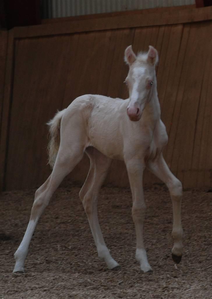 Palomino Lysgaards Miss Sophie billede 1