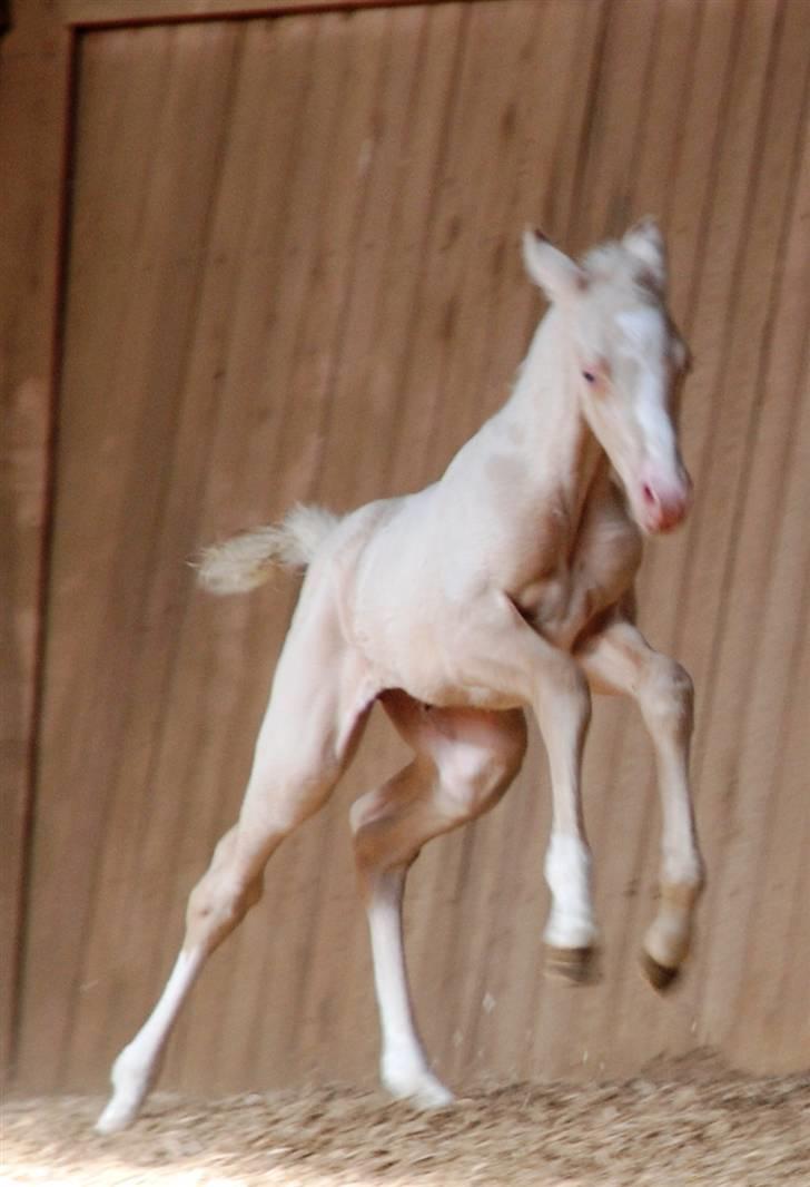 Palomino Lysgaards Miss Sophie billede 2