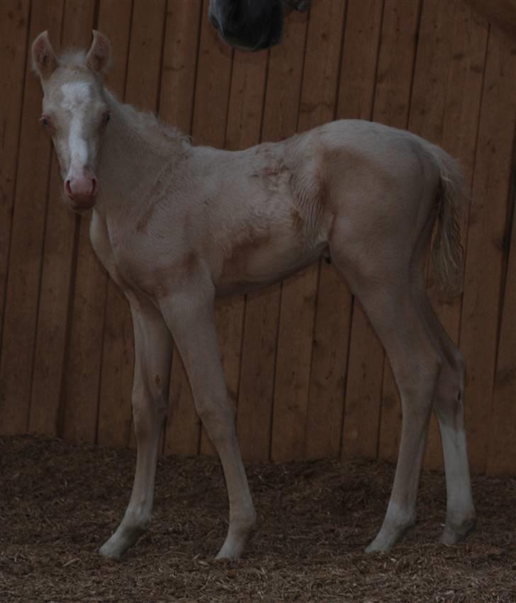 Palomino Lysgaards Miss Sophie billede 3