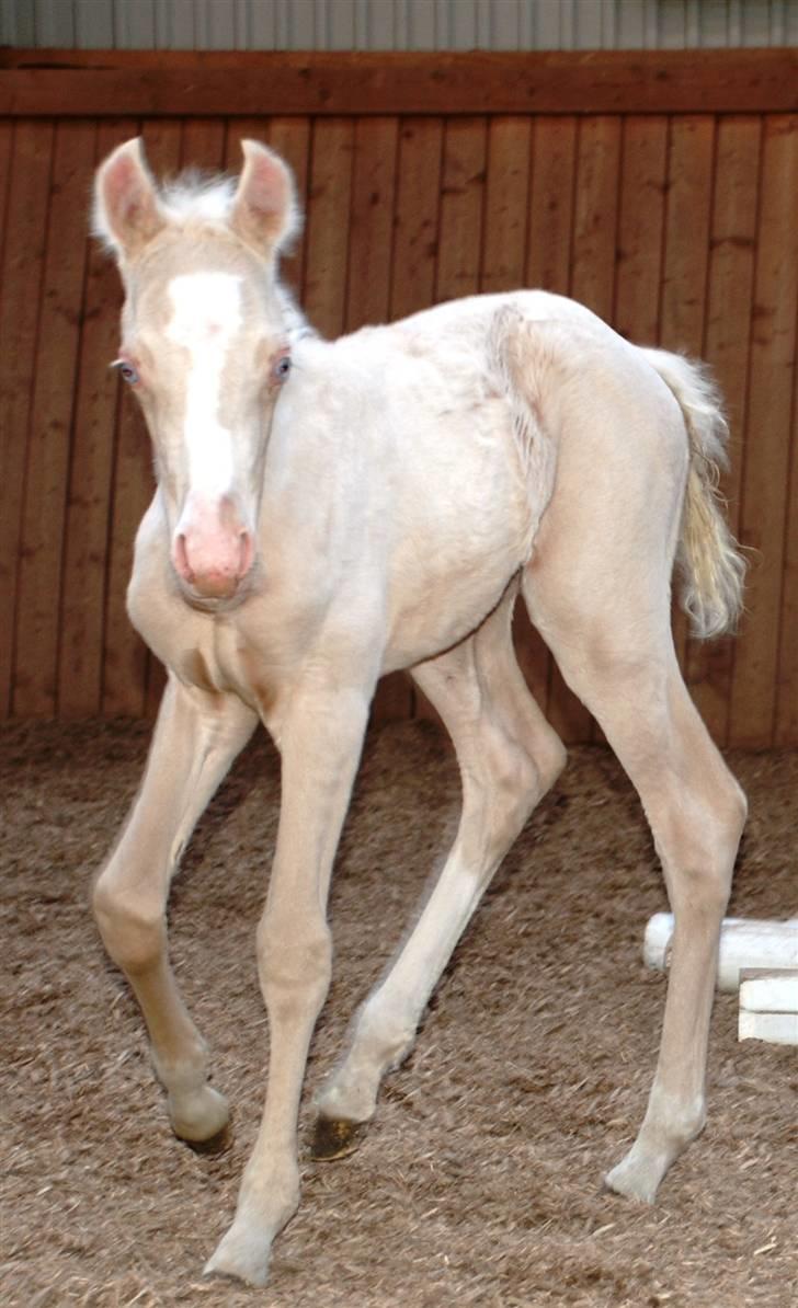 Palomino Lysgaards Miss Sophie billede 4