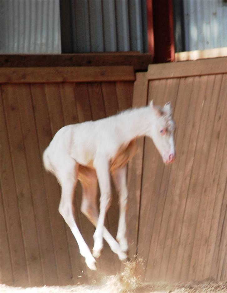 Palomino Lysgaards Miss Sophie billede 5