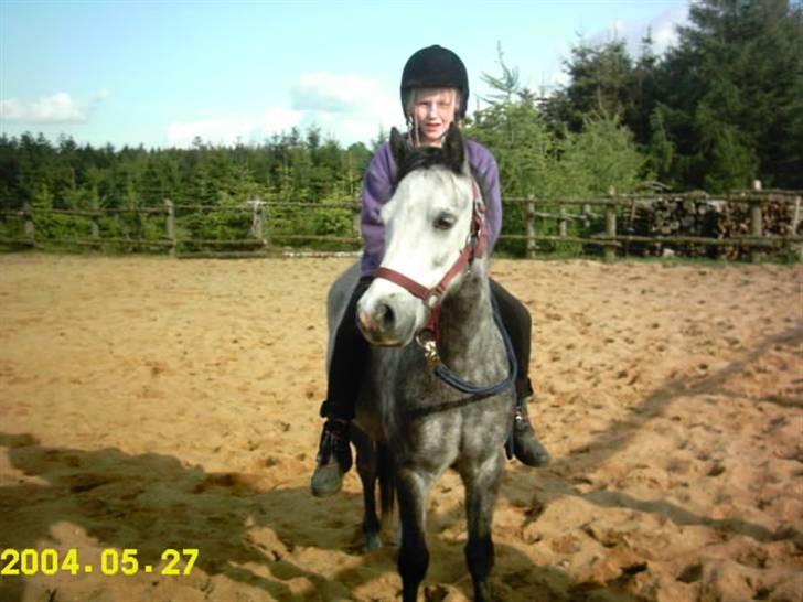 Welsh Mountain (sec A)  "R.I.P."  Flying Angel - ;)) billede 8