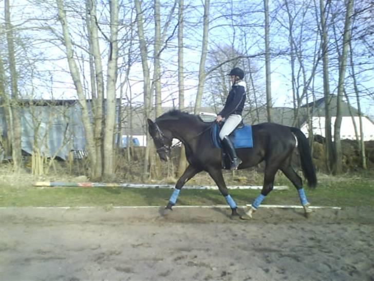 Dansk Varmblod Silva Bakkely <3  - Velkommen til Silva Bakkelys profil:D billede 1