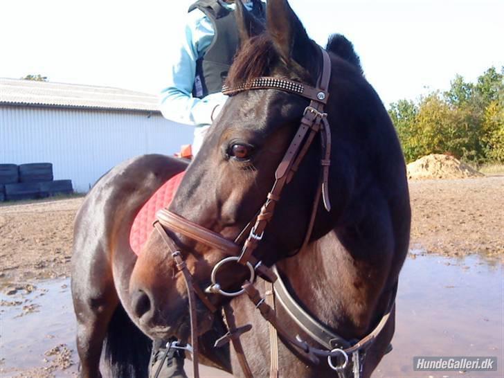 Traver Fame <3 Solgt. billede 9