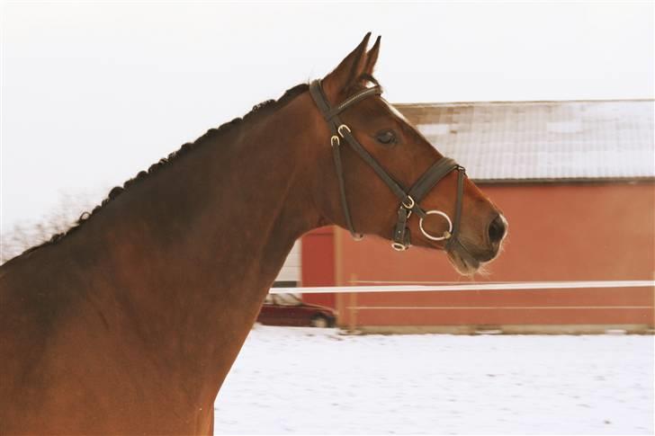 Dansk Varmblod Damgårdens CasiopejaR.I.P billede 13