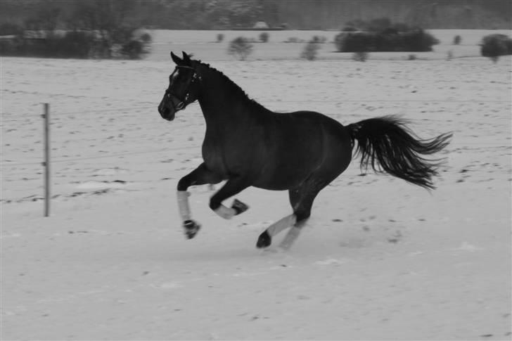 Dansk Varmblod Damgårdens CasiopejaR.I.P billede 14