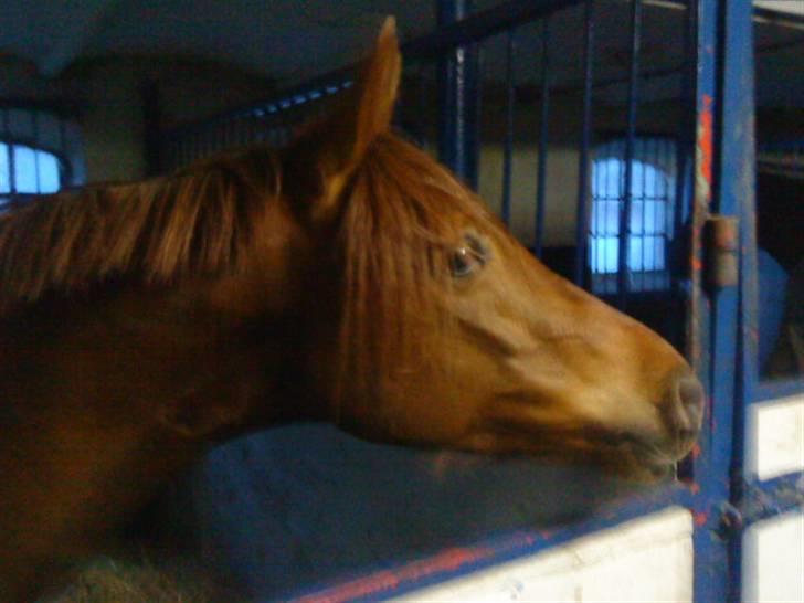 Arabisk fuldblod (OX) Java Surprise billede 1