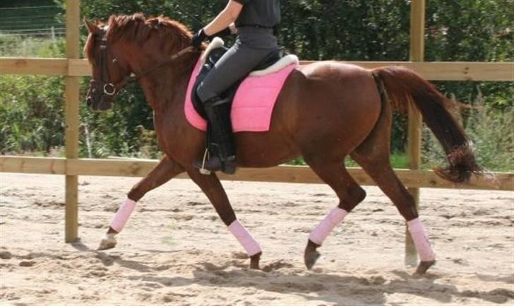 Arabisk fuldblod (OX) Java Surprise billede 3