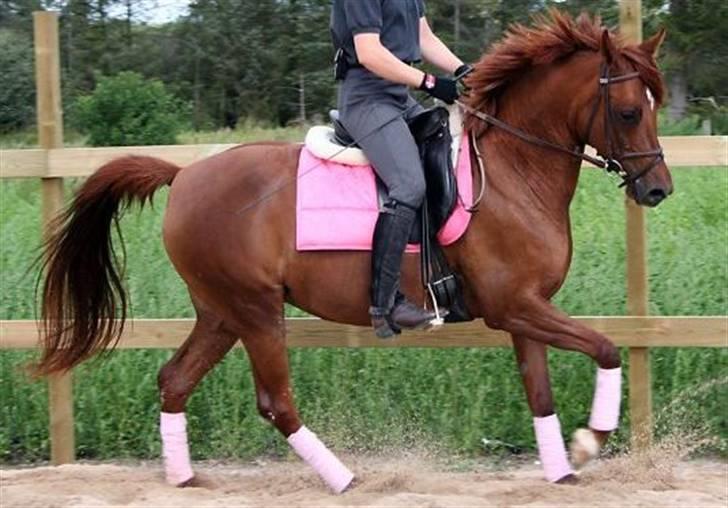 Arabisk fuldblod (OX) Java Surprise billede 4