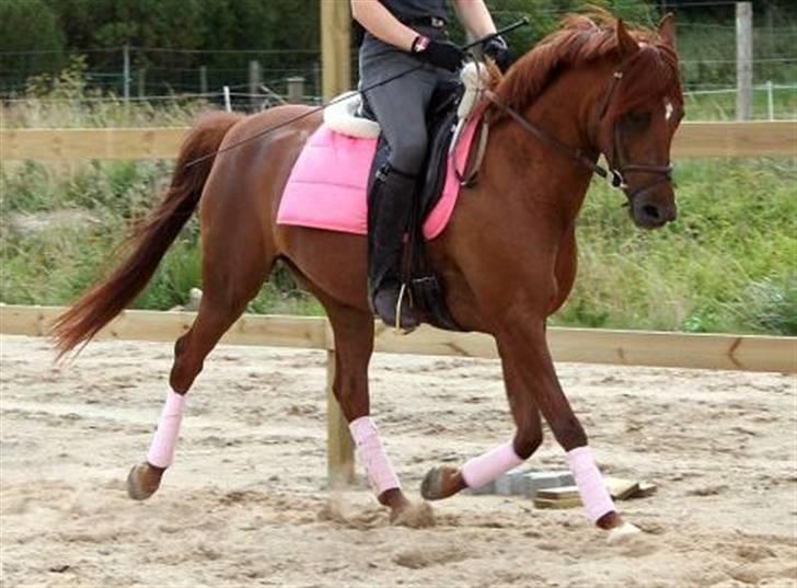 Arabisk fuldblod (OX) Java Surprise billede 5