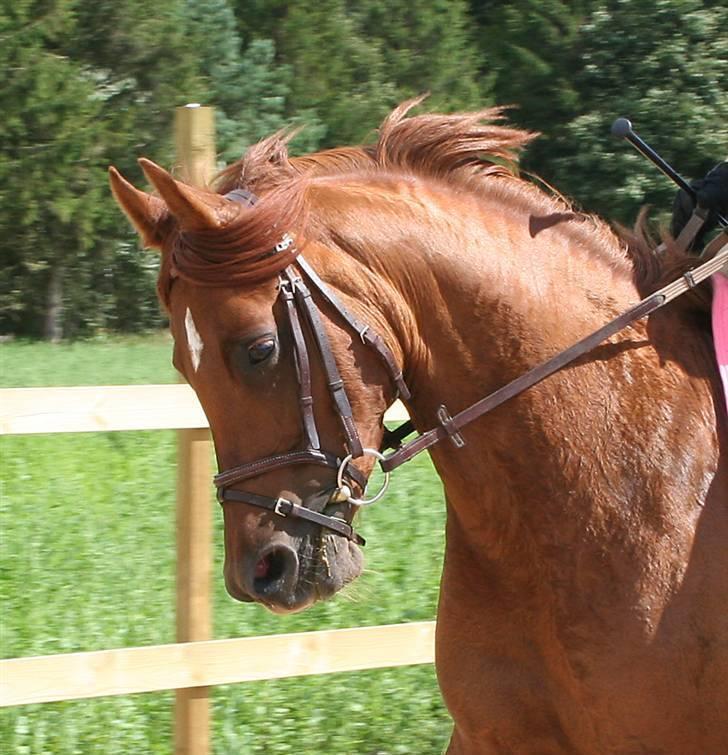 Arabisk fuldblod (OX) Java Surprise billede 6