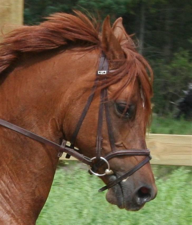 Arabisk fuldblod (OX) Java Surprise billede 7