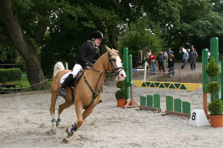 Irsk Sportspony Blondy Boy - bemærk tungen : ) billede 6