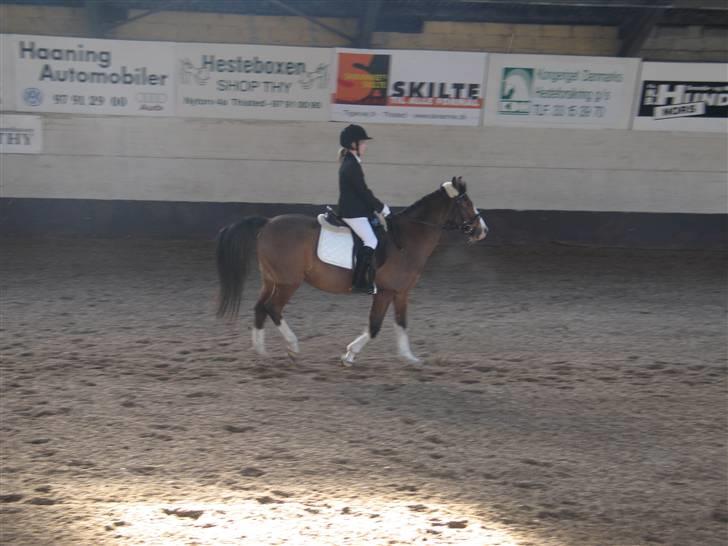 Anden særlig race Diana billede 17