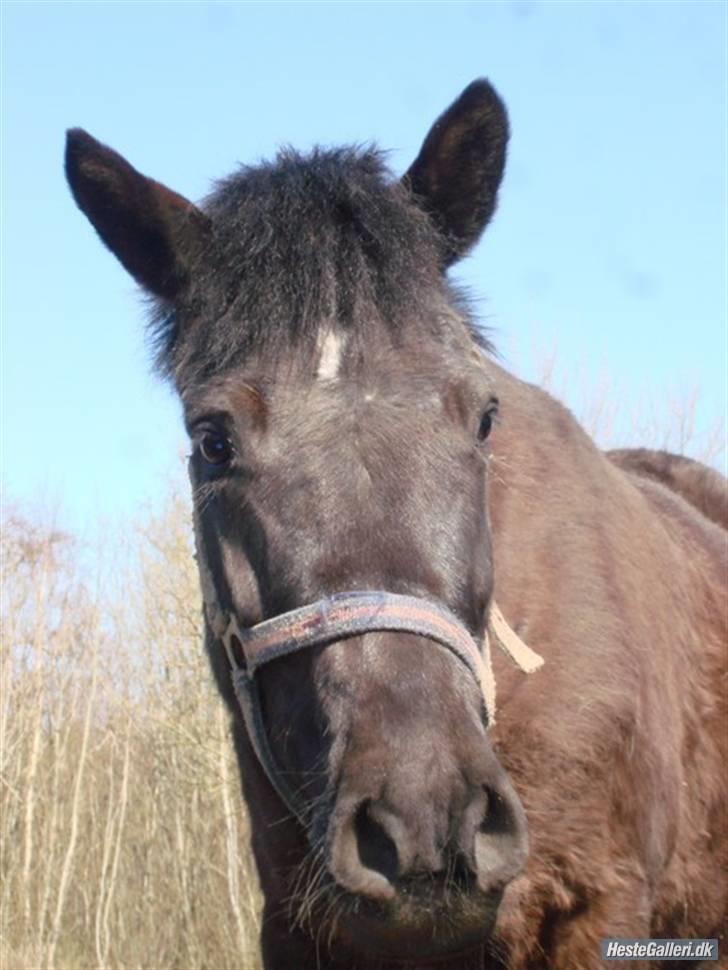 Anden særlig race Shiva <3 - Fordi shiva er lidt smukkere?<3 billede 19