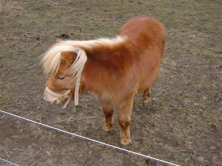 Shetlænder Kaos ¤bette skid¤ billede 16