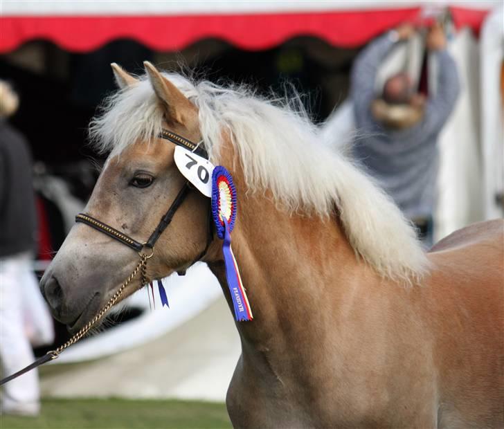 Haflinger Hibiscus - Gørlev d. 13/9-09 (CNN-foto) billede 2