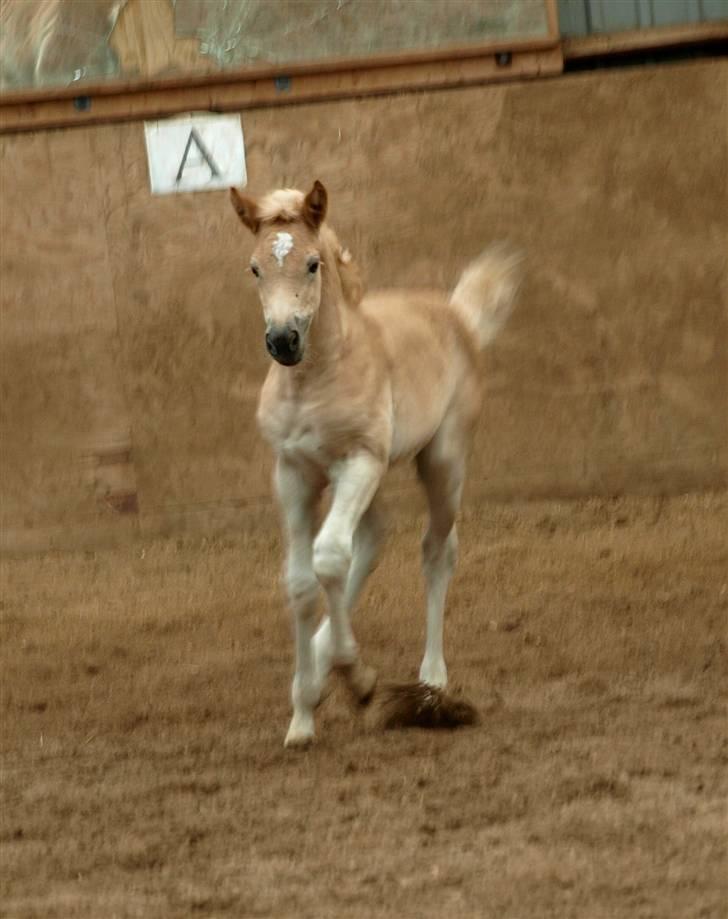 Haflinger Hibiscus billede 4