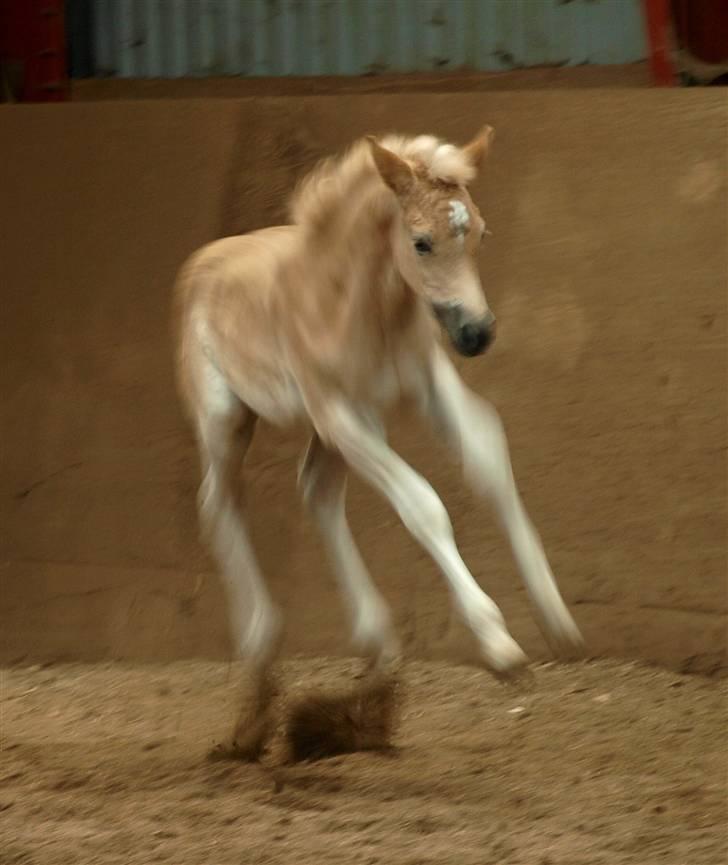 Haflinger Hibiscus billede 5