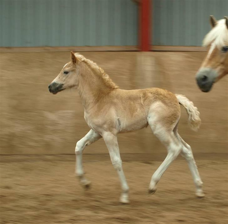 Haflinger Hibiscus billede 6