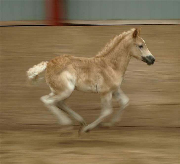 Haflinger Hibiscus billede 7