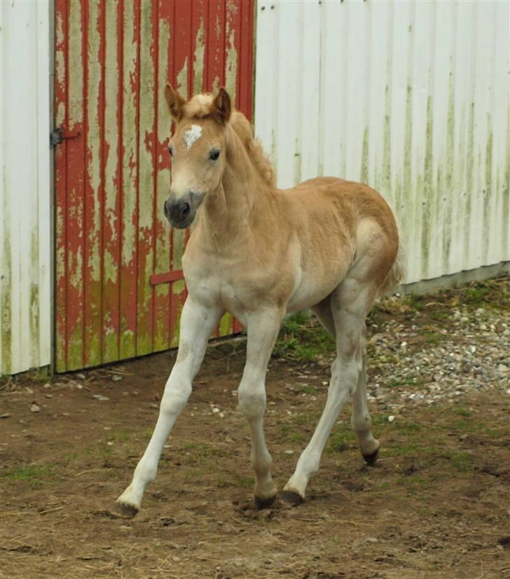 Haflinger Hibiscus billede 9