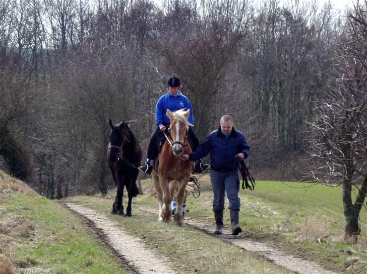 Jyde #  Mosegårdens Ronja  #  - 03-04-2010.  Ronja har rytter på for første gang.  billede 3