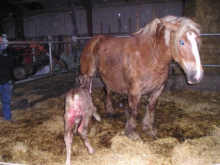 Jyde #  Mosegårdens Ronja  #  - 14 April 2007 Ronja er lige kommet til verden billede 5