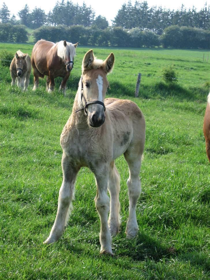 Jyde #  Mosegårdens Ronja  #  - SKURK på udkik billede 7
