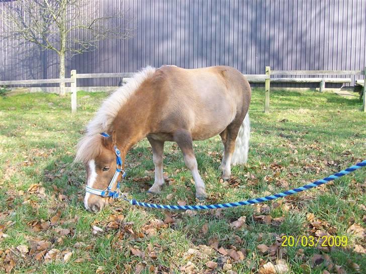 Miniature Hilgårdens Junior (solgt) billede 9