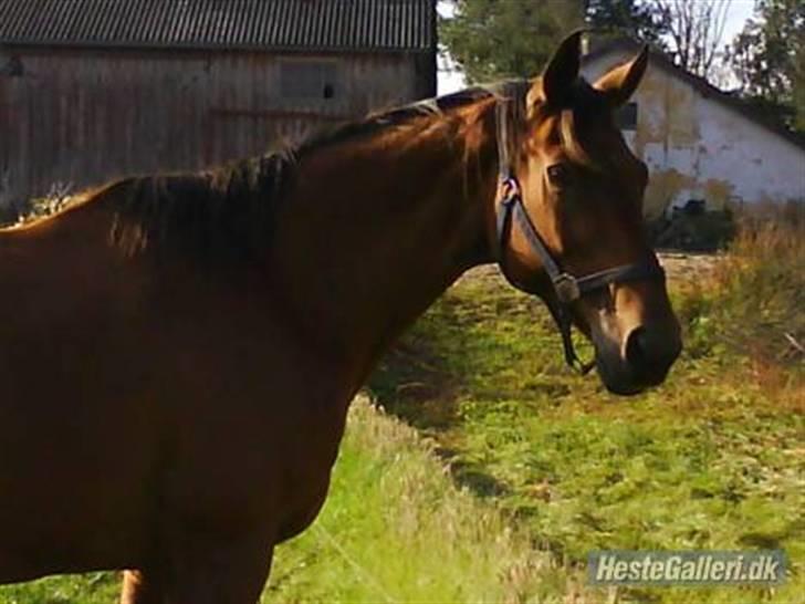 Dansk Varmblod Rona [R.I.P] billede 6