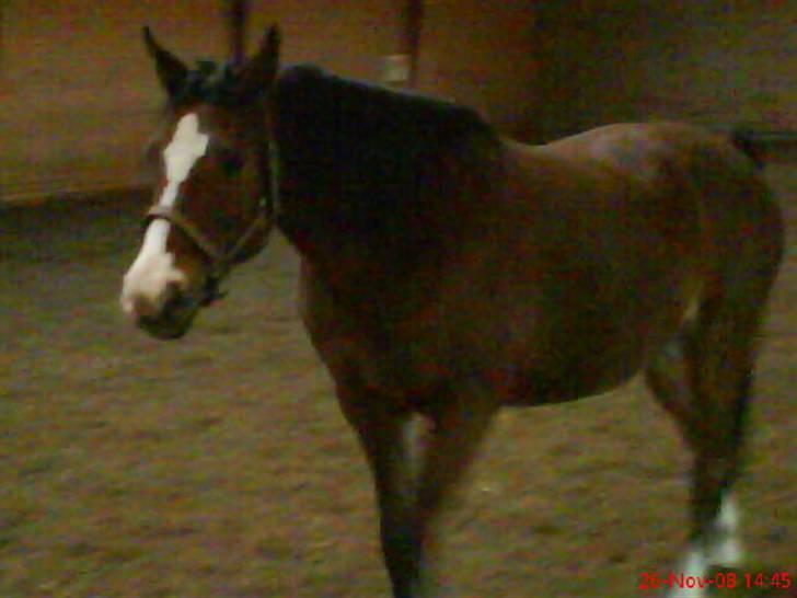 Anden særlig race Abi   gone ); - <3 billede 18